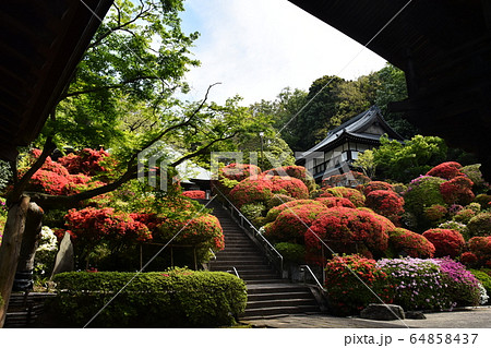 等覚院のツツジ ツツジ寺 等覚院のツツジ ツツジ寺 64858437