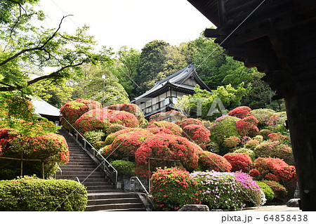 等覚院のツツジ ツツジ寺 等覚院のツツジ ツツジ寺 64858438