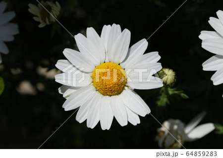 ノースポール ノースポール 64859283