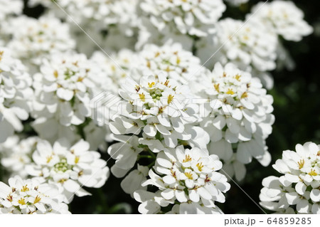 イベリス 64859285