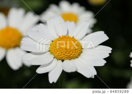 ノースポール 64859289