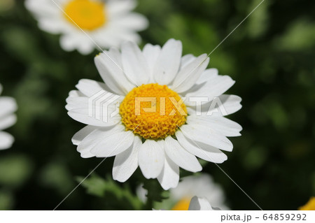 ノースポール 64859292