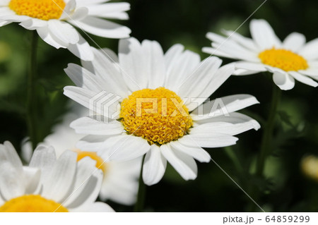 ノースポール 64859299