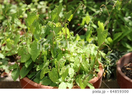 イカリソウ イカリソウ 64859300