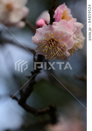 梅の花 梅の花 64859524