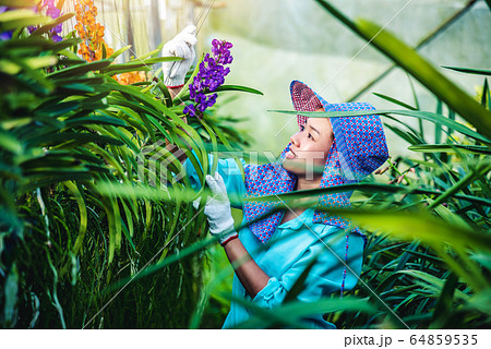 The young woman worker is taking care of the orchid flower in garden. The young woman worker is taking care of the orchid flower in garden. 64859535