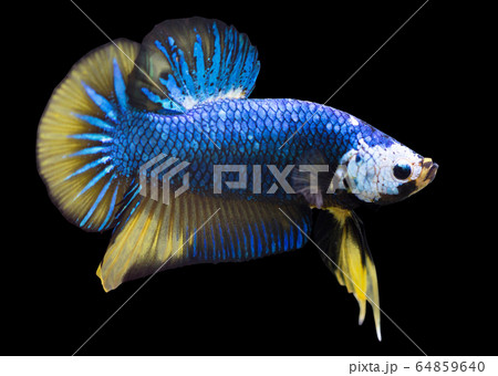 Betta Mustard Halfmoon Plakat HMPK Male or Plakat Fighting Fish Splendens On Black Background. 64859640