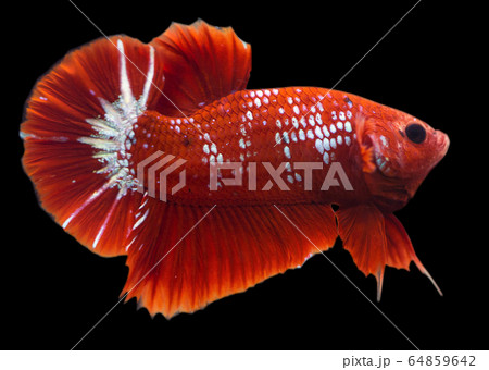 Betta Hellboy Halfmoon Plakat HMPK Male or Plakat Fighting Fish Splendens On Black Background. Betta Hellboy Halfmoon Plakat HMPK Male or Plakat Fighting Fish Splendens On Black Background. 64859642