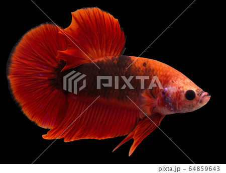 Betta Hellboy Halfmoon Plakat HMPK Male or Plakat Fighting Fish Splendens On Black Background. 64859643