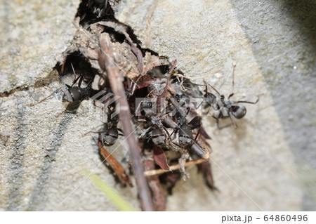 クロヤマアリ 64860496