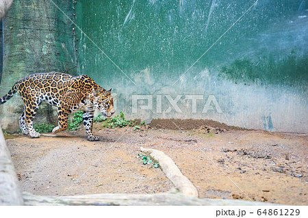 ジャガー動物、動物園、日本平動物園、可愛い、木、森、森林、公園、茶色、観光地、観光スポット、コピース 64861229