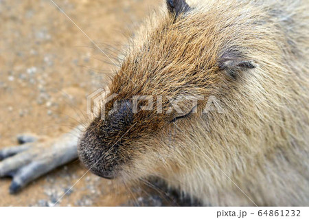 カピバラ 64861232