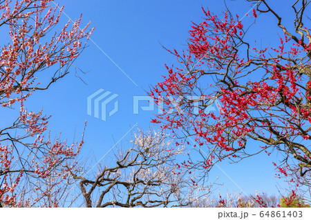 梅の花の咲く東京都立神代植物公園 64861403
