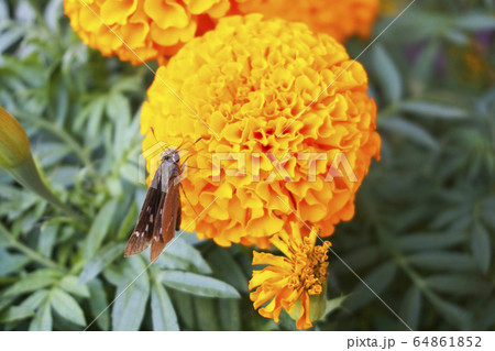 花の蜜を吸うセセリチョウ 64861852