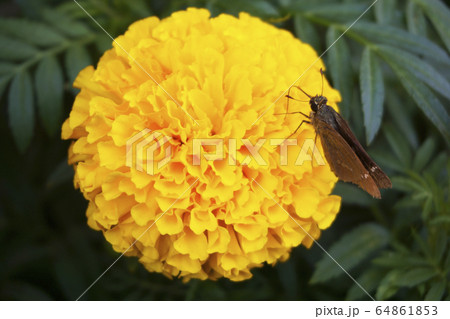 花の蜜を吸うセセリチョウ 64861853