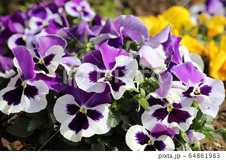 紫と白のパンジーの花の写真素材