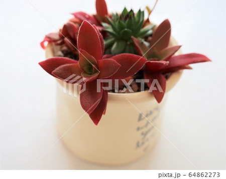 紅葉した多肉植物の写真素材