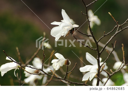 タムシバ 64862685