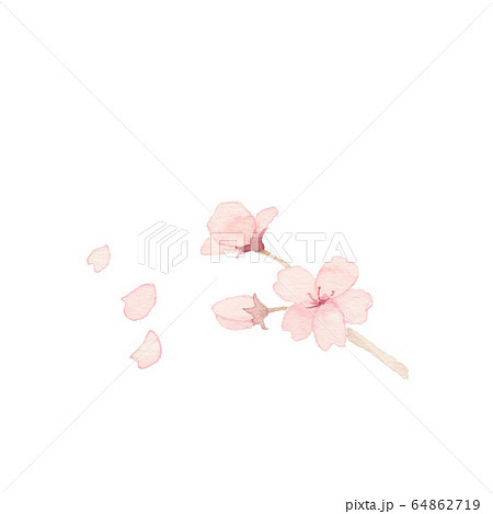 桜と花びら、素材 64862719