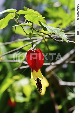 ウキツリボクの花 64862995