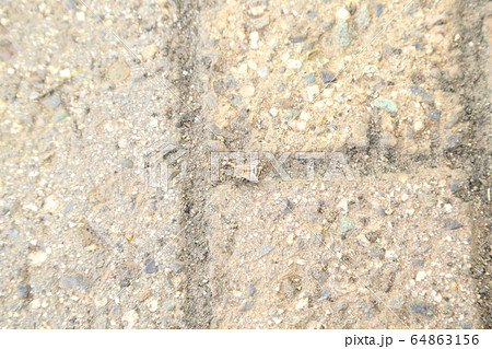 水飲み中の日本蜜蜂 64863156