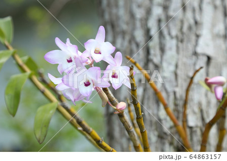 セッコクの花 64863157
