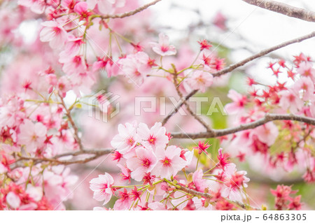 満開の桜 64863305