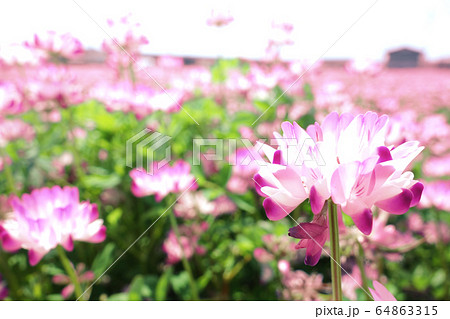 蓮華 レンゲ 草花 自然風景 64863315