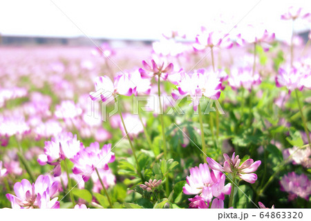 蓮華 レンゲ 草花 自然風景 64863320