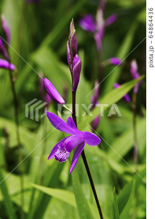 紫蘭 64864436