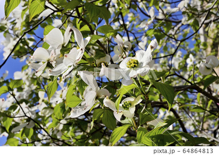 ハナミズキ ハナミズキ 64864813