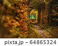 Vintage old green train on the beautiful tunnel. Natural tunnel of love in Ukraine. 64865324