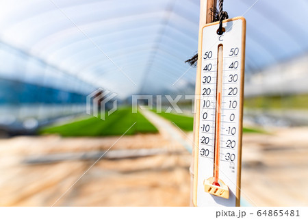 ビニールハウスで育てた稲苗と温度計 64865481