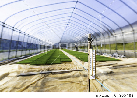 ビニールハウスで育てた稲苗と温度計 64865482