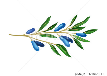 Honeysuckle Branch with Blue Oblong Berries and Green Fibrous Leaves Vector Illustration Honeysuckle Branch with Blue Oblong Berries and Green Fibrous Leaves Vector Illustration 64865612