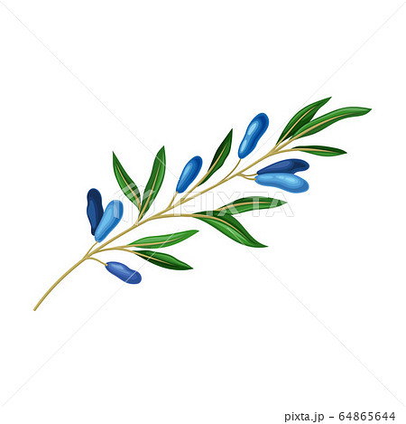 Honeysuckle Branch with Blue Oblong Berries and Green Fibrous Leaves Vector Illustration Honeysuckle Branch with Blue Oblong Berries and Green Fibrous Leaves Vector Illustration 64865644