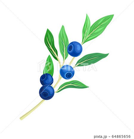 Blueberry Branch with Blue Berries and Green Fibrous Leaves Vector Illustration 64865656