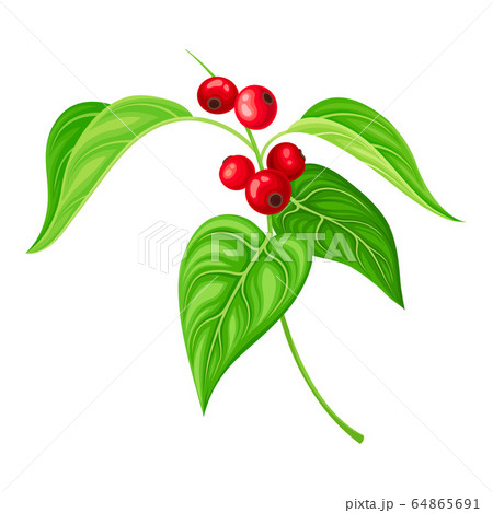 Red Currant Branch with Hanging Ripe Berries Vector Illustration 64865691
