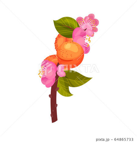 Ripe Orange Apricots Hanging on Leafy Tree Branch Vector Illustration 64865733