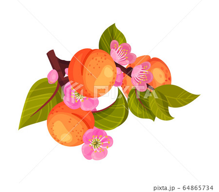 Ripe Orange Apricots Hanging on Leafy Tree Branch Vector Illustration 64865734