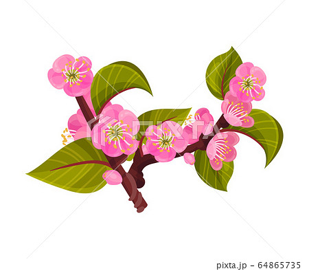 Blooming Apricot Tree Branch With Flower Buds のイラスト素材