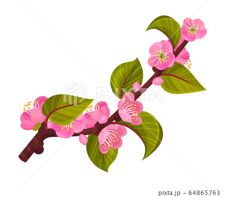 Blooming Apricot Tree Branch With Flower Buds のイラスト素材