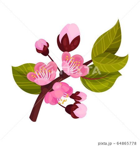 Blooming Apricot Tree Branch With Flower Buds のイラスト素材