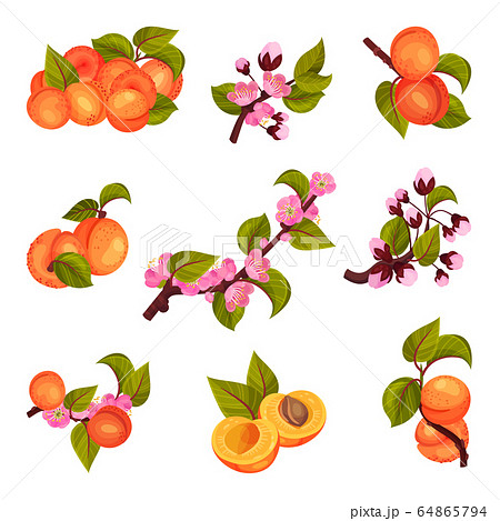 Apricot Drupe Fruit Hanging On Leafy Tree のイラスト素材