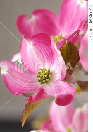 ハナミズキの花 64865910