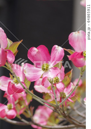 ハナミズキの花 ハナミズキの花 64865911