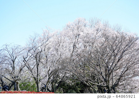 桜並木 桜並木 64865921