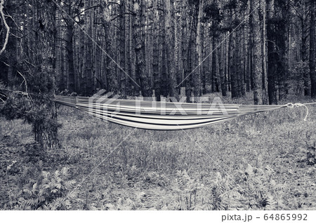 Hammock stretched with ropes between two pine Hammock stretched with ropes between two pine 64865992