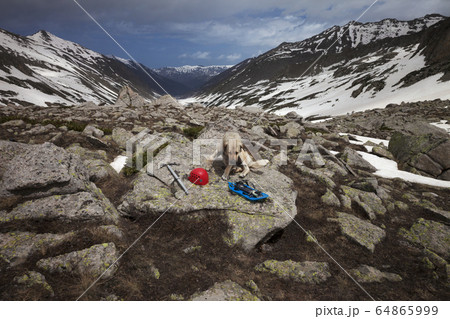 Dog on big stone with hiking equipment Dog on big stone with hiking equipment 64865999