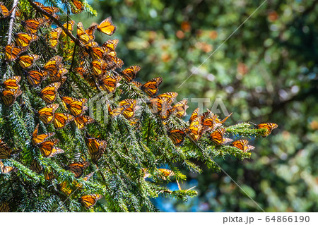 Monarch Butterfly Biosphere Reserve in Michoacan, Mexico Monarch Butterfly Biosphere Reserve in Michoacan, Mexico 64866190